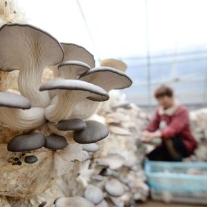 تور یک روزه برداشت قارچ