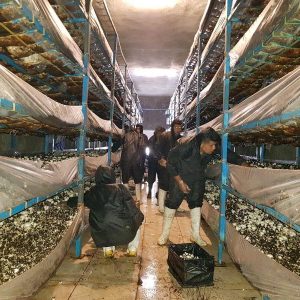 تور سه روزه پرورش قارچ کرمان